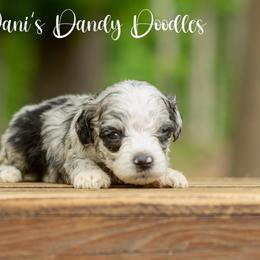 Prince - Blue merle male Aussiedoodle puppy in Roebuck, South Carolina from Dani's Dandy Doodles