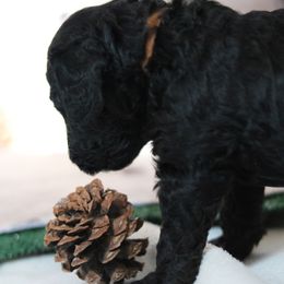 Goldendoodle Puppies from Phoenix Goldendoodles
