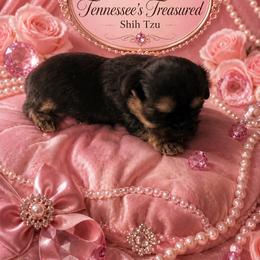 Poppins - Black and tan female Shih Tzu puppy in Bethpage, Tennessee from Tennessee's Treasured Shih Tzus