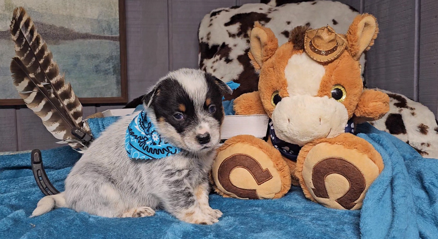 Australian Cattle Dog Puppies from Indigojos Australian Cattle Dogs