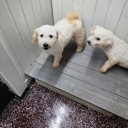 Rice Krispies - Bichon Frise