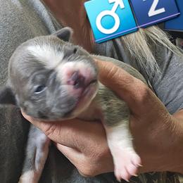 Boy 2 (3rd born) - Blue male Boston Terrier puppy in Versailles, Indiana from Benhams Bostons