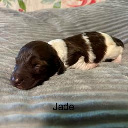 Jade - Piebald female Dachshund puppy in Aiken, South Carolina from State Eight Dachshunds