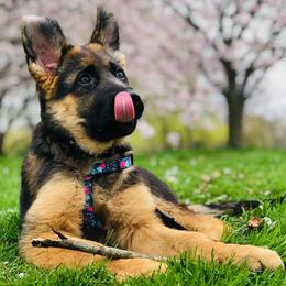 German Shepherd Puppies from Badenheath German Shepherds