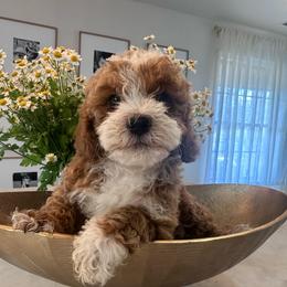 Lili - Tri-color female Cavapoo puppy in Sacramento County, California from Sac-Town Poodles and Doodles