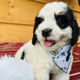 Charlie - Tri-color male Bernedoodle puppy in Allegan, Michigan from Sand Creek Bernedoodles