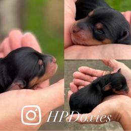 Pepper - Black and tan female Dachshund puppy in Bonney Lake, Washington from HP Dachs