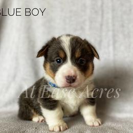American Corgi and Pembroke Welsh Corgi Puppies from At Ease Acres
