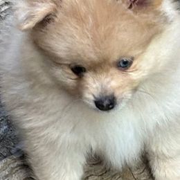 Mushu - Cream sable male Pomeranian puppy in Rockford, Alabama from Wickedly Cute Puppies