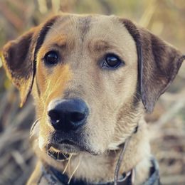 Labrador Retrievers from Flight Enders Retrievers