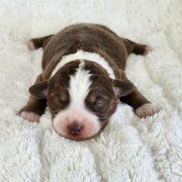 Wynonna - Red tri female Miniature Australian Shepherd puppy in Gainesboro, Tennessee from Family Tradition
