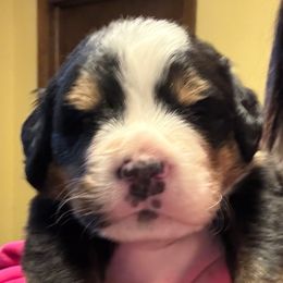 Boy 1 - Black rust and white male Bernese Mountain Dog puppy in Golden, Colorado from Coolbear Bernese Mountain Dogs
