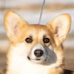 Lizzie - Pembroke Welsh Corgi