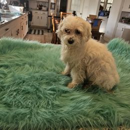 Sasha - Maltese