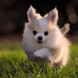 DiLusso's Mochi - Fawn and white male Chihuahua puppy in Monroe, North Carolina from DiLusso Chihuahuas
