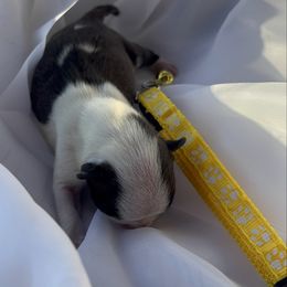 Girl 4 yellow - Black brindle and white female Boston Terrier puppy in Sunnyside, Washington from Boston Terriers