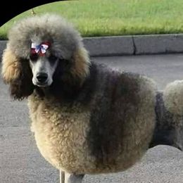 Poodles from Celtic Heart Poodles