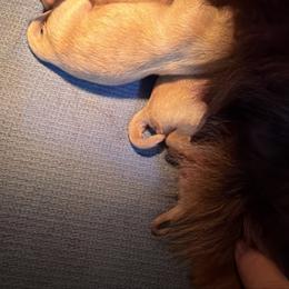 Cortland - Fawn male Chihuahua puppy in Seneca, Missouri from Stephanie’s Puppy Colony