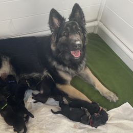 Shiloh Shepherd Puppies from NewMoon Shiloh Shepherds