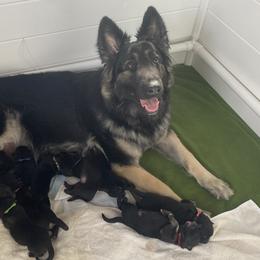 Shiloh Shepherd Puppies from NewMoon Shiloh Shepherds