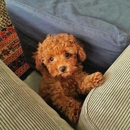 Cedar - Red  male Goldendoodle puppy in Brandon, Florida from Murphys Doodles