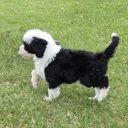 Sheepadoodle Puppies from My Sheepadoodle