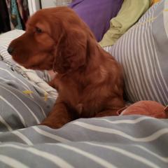 Irish Setter Puppies from Ruairi's Irish Setters