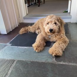 Teddy - Goldendoodle