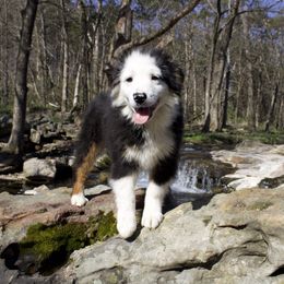 Hobie - Miniature Australian Shepherd puppy in Berryville, Arkansas from 2Lazy2P Mini Aussies