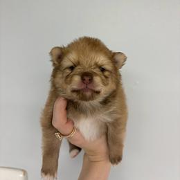 Dale - Red and white male Pomsky puppy in Spring Hill, Florida from Besties Paw Life