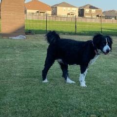 Double Doodles from Glitter Puppies