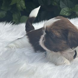 Boy4 - Red and white male Shih Tzu puppy in Covina, California from Shih_doodle_Co