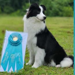 Beth - Black female Border Collie puppy in Dunn, North Carolina from Coylety Border Collies