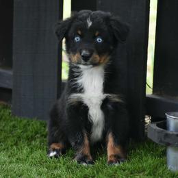 Trinity - Black tri-color female Australian Shepherd puppy in Oak Hill, Florida from Swingin T Ranch LLC