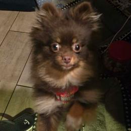 Cindy Lou - Pomeranian