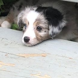 Miniature Australian Shepherd Puppies from Arch Hill Mini Aussies