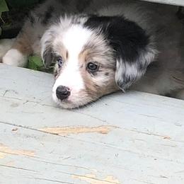 Miniature Australian Shepherd Puppies from Arch Hill Mini Aussies