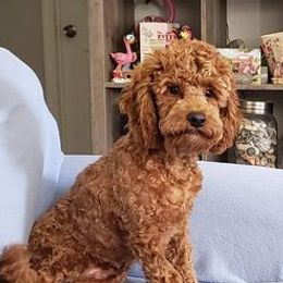 Charlie - Goldendoodle