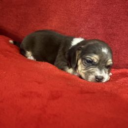 Jimbo - Black tan and white male Beagle puppy in Gentry, Arkansas from HC Puppy Ranch