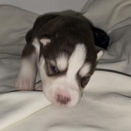 Smoke - Red and white male Siberian Husky puppy in Kansas City, Missouri from Anuun's Huskies