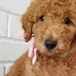 Goldendoodles and Poodles from Great Doodles & Poodles