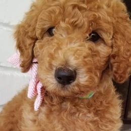 Goldendoodles and Poodles from Great Doodles & Poodles
