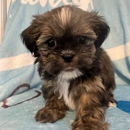 Lavender collar-Gracie - Brindle and white female Shorkie puppy in Mays Landing, New Jersey from Fancy Paws Shorkies & Shih Tzus