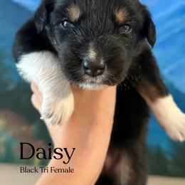 Daisy - Black tri-color female Australian Shepherd puppy in Columbia, Kentucky from Caywood Aussies
