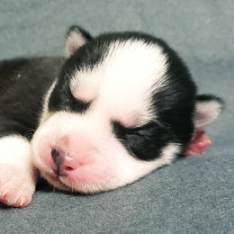 Boy 1 - Siberian Husky puppy in Arkansas from Nightingale Kennels