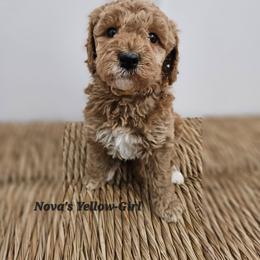 Girl 1 - Apricot female Labradoodle puppy in Payson, Utah from Utah County Labradoodles