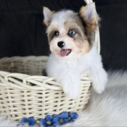 Stuart - Blue eyes - Parti male Yorkshire Terrier puppy in Hardin, Texas from Katrinas puppies
