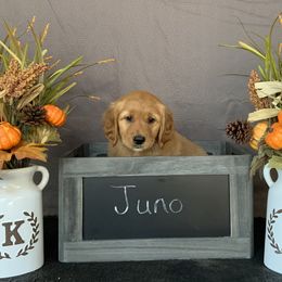 Golden Retriever Puppies from KP Golden Retrievers
