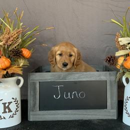 Golden Retriever Puppies from KP Golden Retrievers