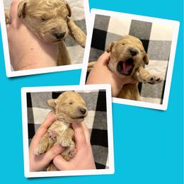 Kismet - Apricot male Goldendoodle puppy in Bluefield, Virginia from Love on a Leash